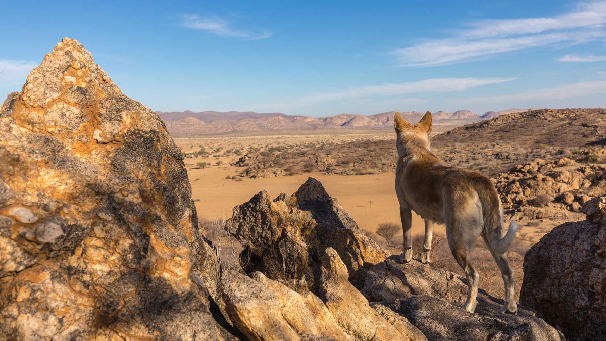 hiking with a dog enjoys the landscape