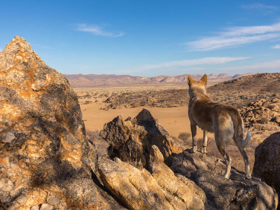 hiking with a dog enjoys the landscape