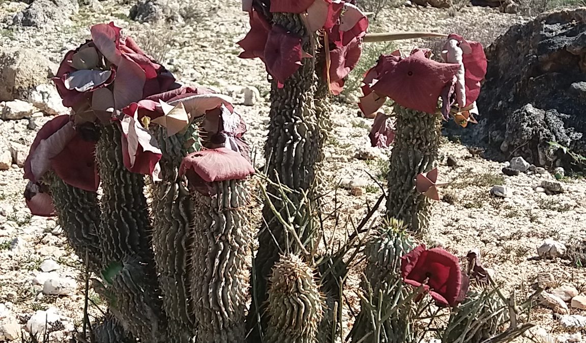 Hoodia currori Donkerhuk West