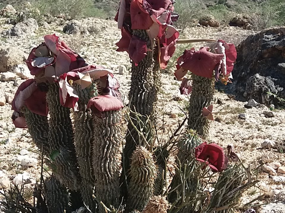 Hoodia currori Donkerhuk West