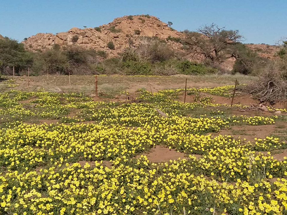 Rain season in desert