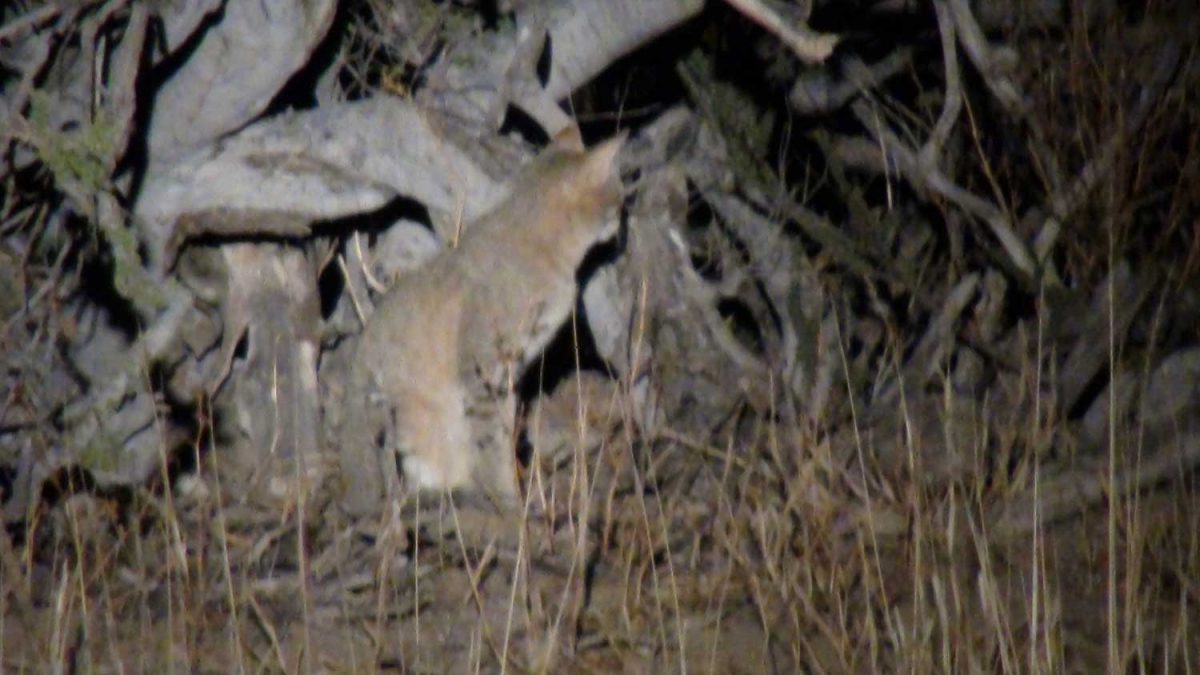 African wildcat on Nightdrive at Donkerhuk West