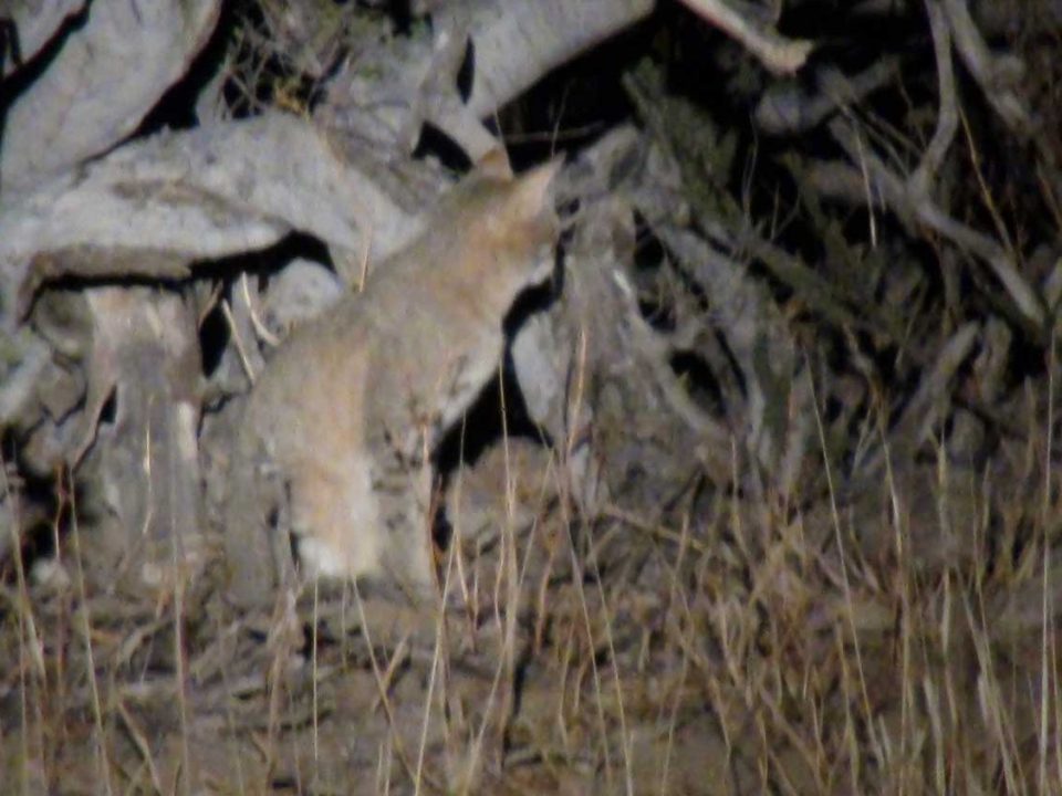 African wildcat on Nightdrive at Donkerhuk West