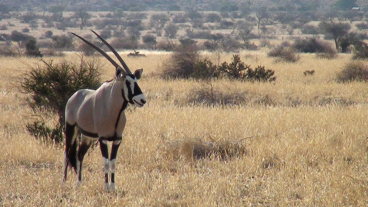 Oryx at Donkerhuk West