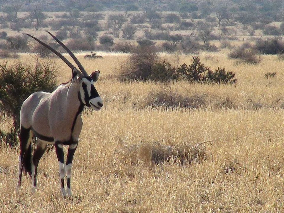 Oryx at Donkerhuk West