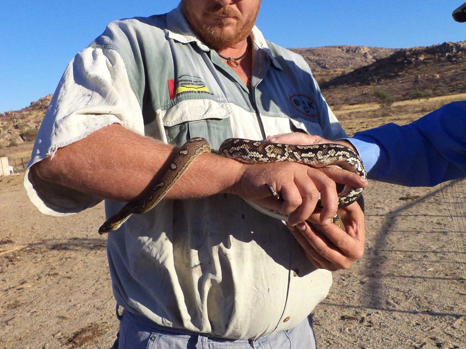 Anchieta's Dwarf Python