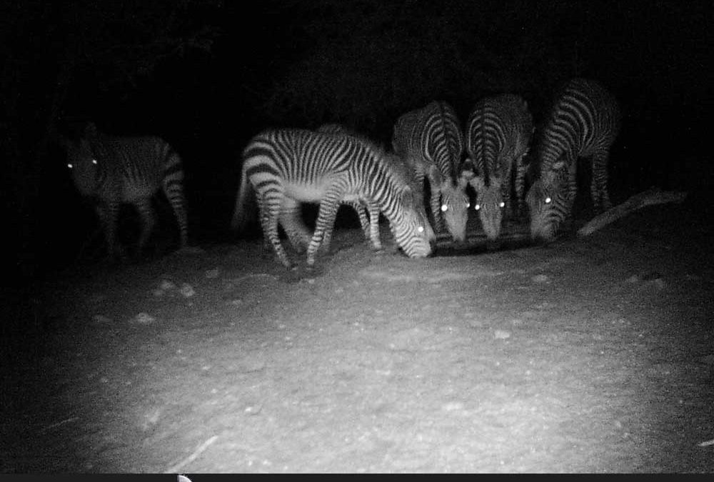 Mountain Zebra at Night