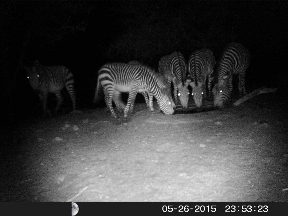 Mountain Zebra at Night