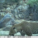 Wild Leopard at Donkerhuk west