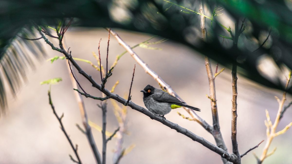 African Red-eyed BulBul
