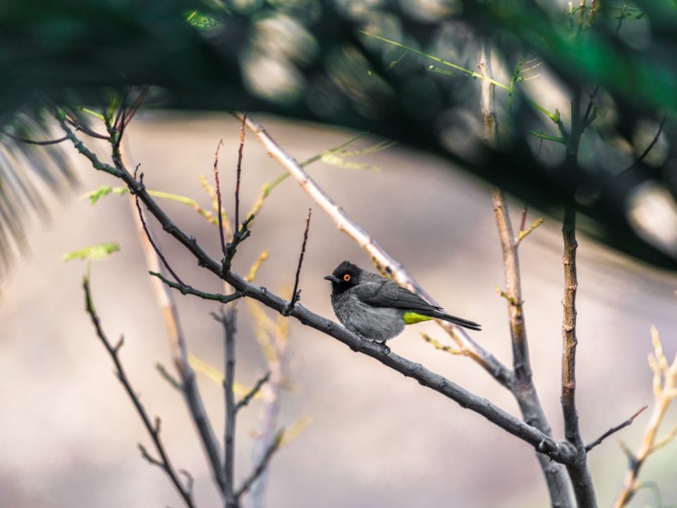 African Red-eyed BulBul